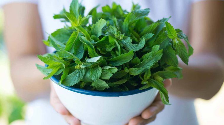 Healthy Ways To Use Fresh Mint