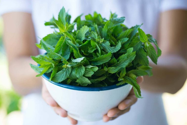 Healthy Ways To Use Fresh Mint