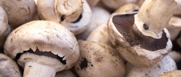 9 Different Types Of Mushrooms and Their Uses Around The World