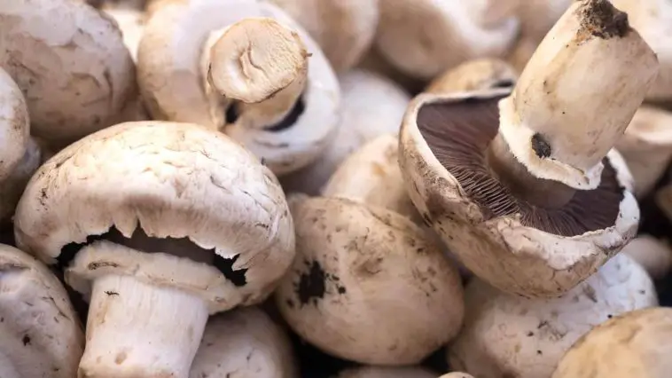 9 Different Types Of Mushrooms and Their Uses Around The World
