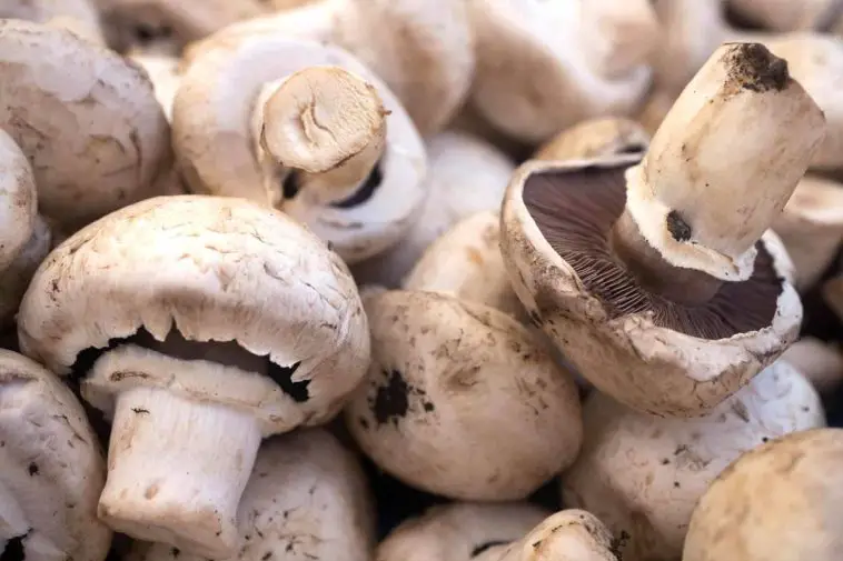 9 Different Types Of Mushrooms and Their Uses Around The World