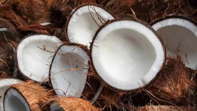 All You Need To Know About Coconuts