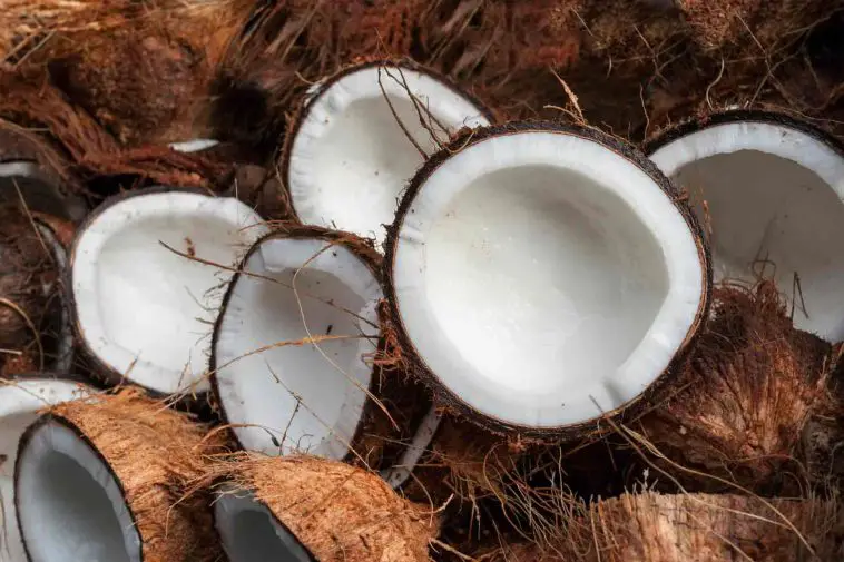 All You Need To Know About Coconuts